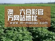 种植基地五